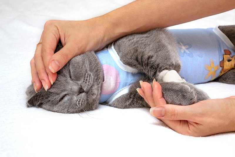 How to Care for Your Cat After Spaying or Neutering: 12 Vet-Approved Tips