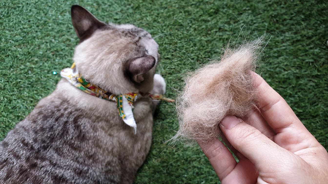 How To Reduce Cat Shedding: 7 Proven Methods