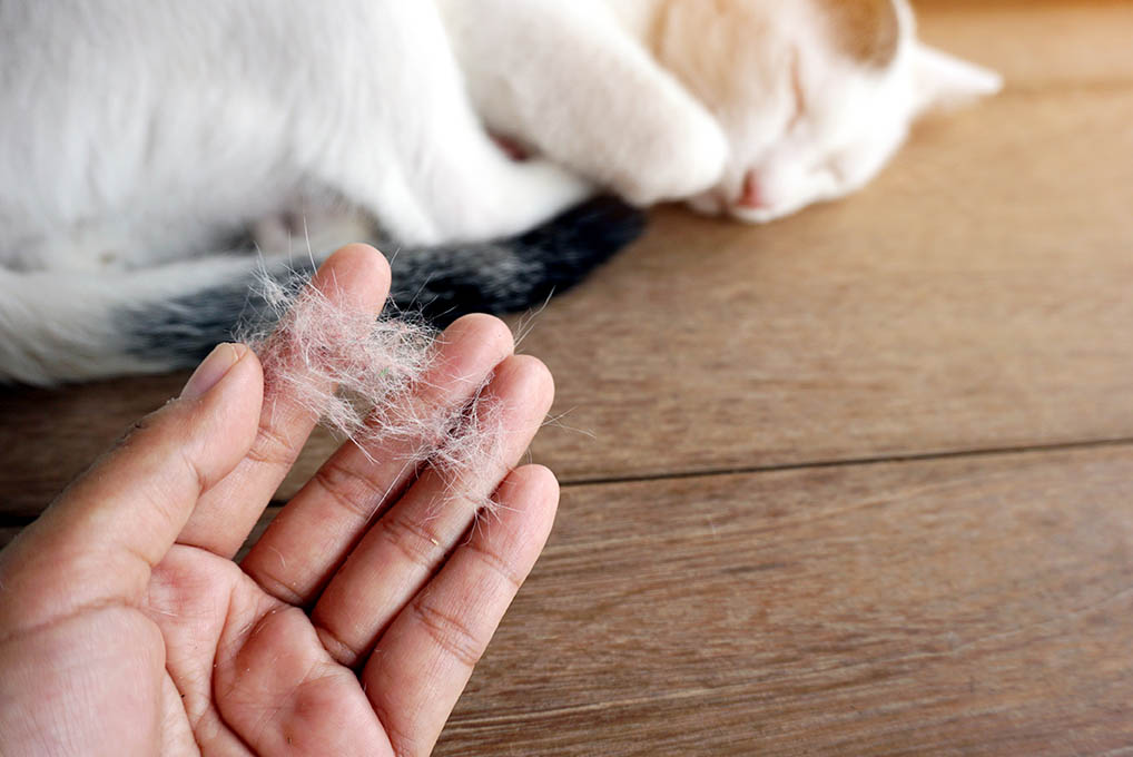 7 Creative, Crafty Uses for Cat Hair (With Pictures)