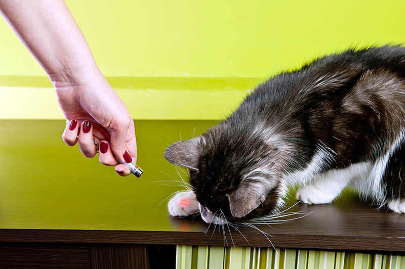9 Best Laser Pointers for Cats in 2026 - Reviews & Top Picks