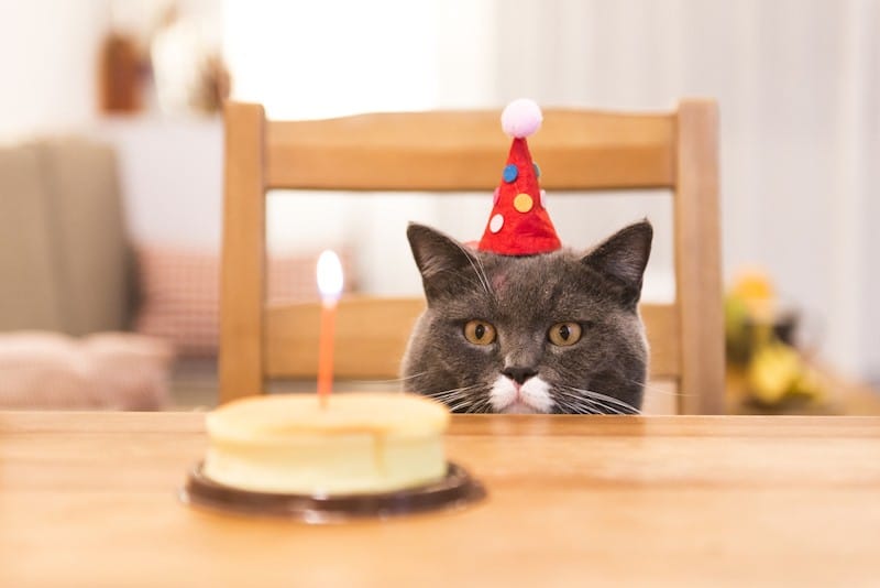38 Happy Birthday Cat Memes - Funny Jokes to Celebrate