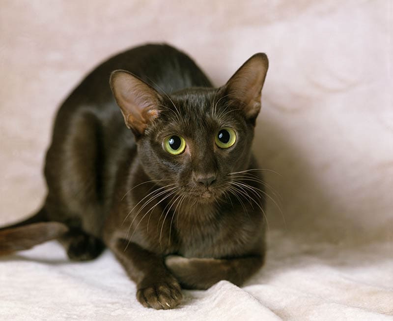 Why Are My Cat's Eyes Dilated? 5 Vet-Reviewed Reasons & What To Do