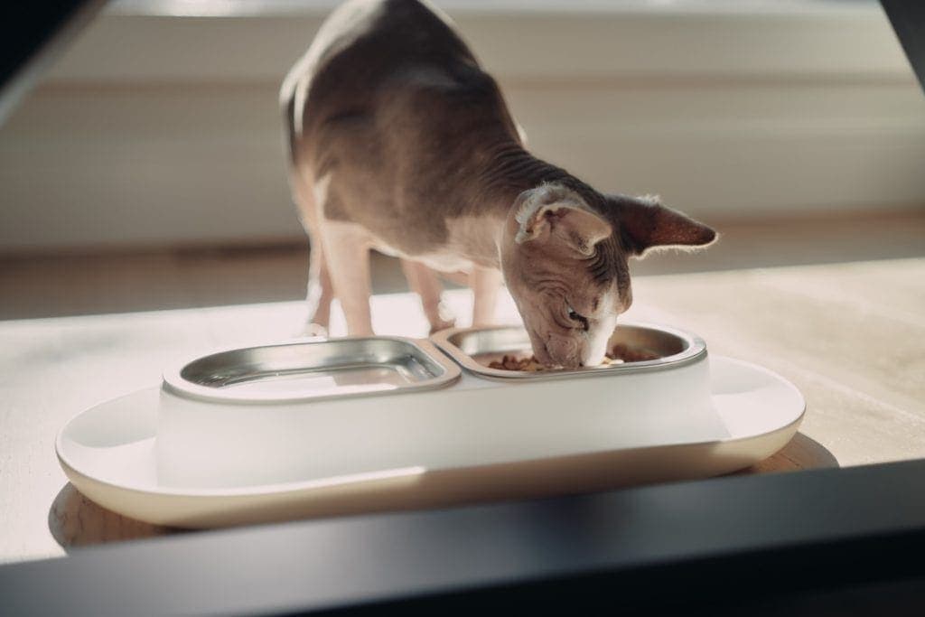 8 Best Luxury & Modern Cat Bowls in 2026: Reviews & Top Picks