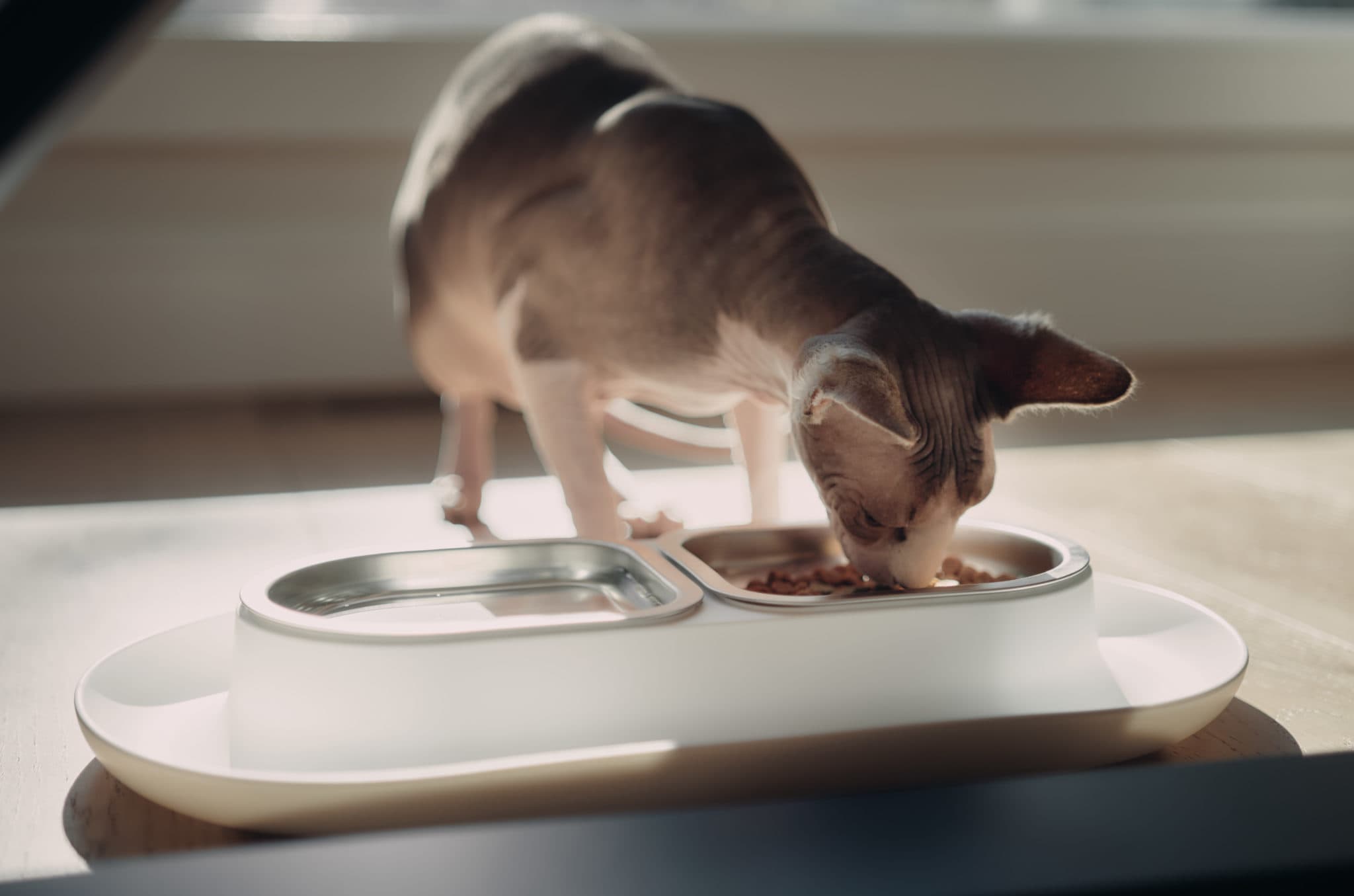 10 Best Cat Bowls in 2026 - Reviews and Top Picks (Vet-Verified)