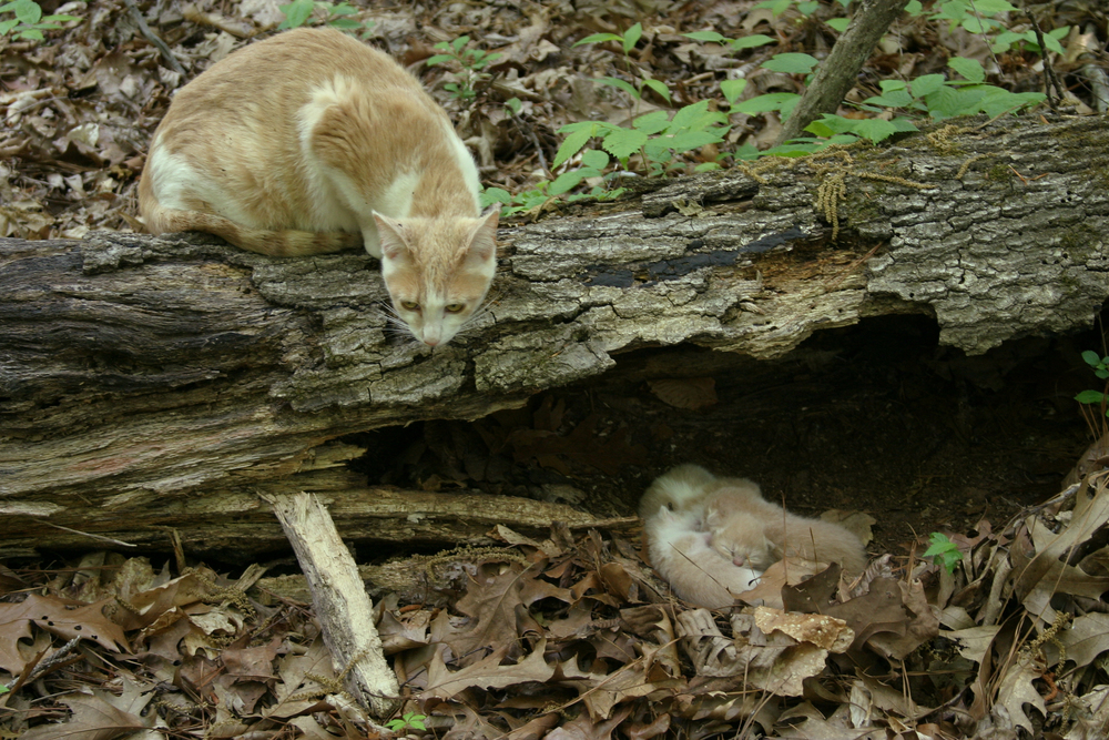 When Do Mother Cats Leave Their Kittens in the Wild? Vet-Verified Facts & FAQ