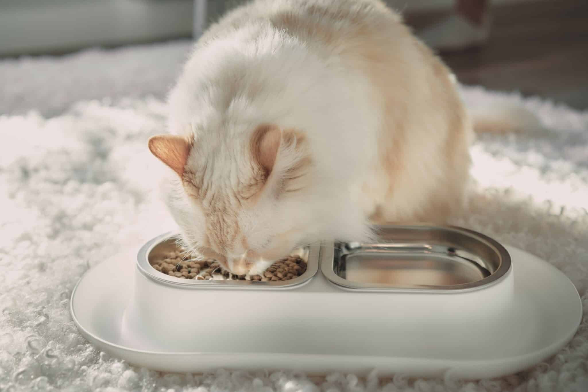 9 Best Whisker Relief Cat Bowls for Cats in 2026 - Reviews & Top Picks