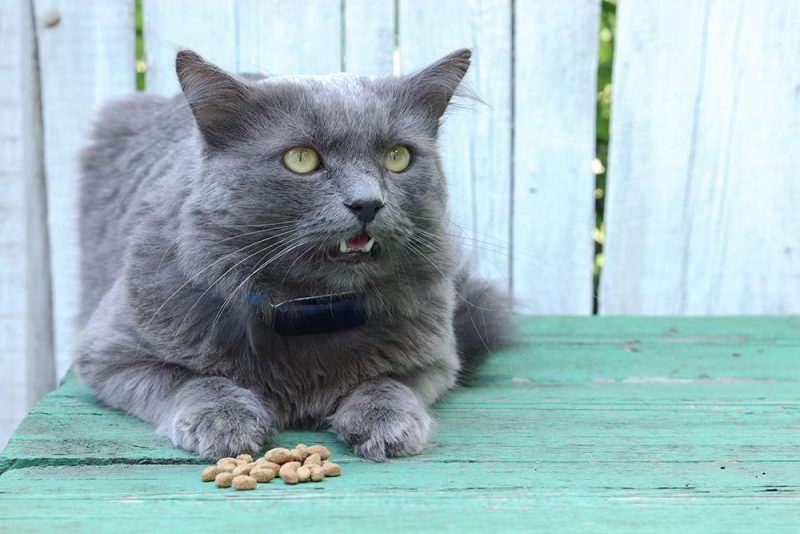 hungry Nebelung cat with kibbles in front