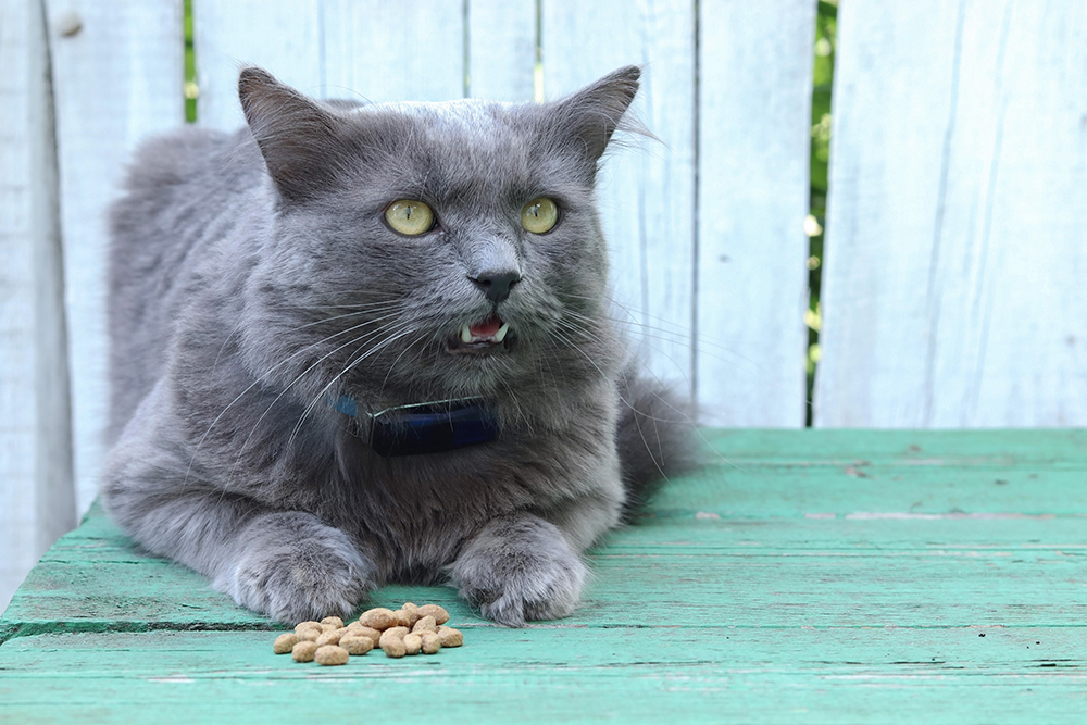 hungry Nebelung cat with kibbles in front