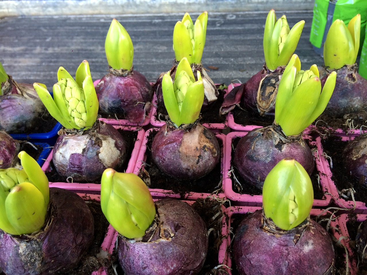 hyacinth flower bulb