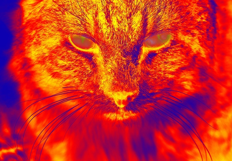 Can Cats See Infrared Lights? Feline Vision Facts