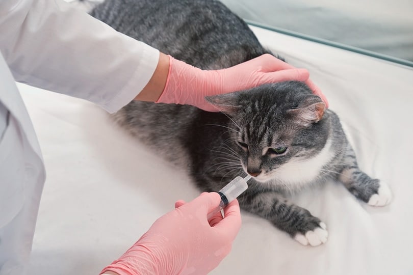 Clavamox for Cats: Uses, Doses, & Side Effects (Vet Answer)