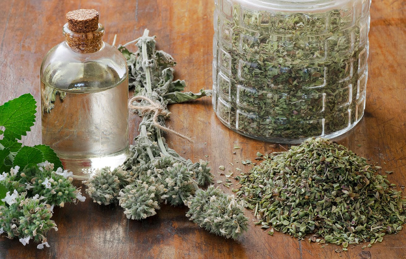 Catnip for Humans: Is it Safe? A Complete Guide