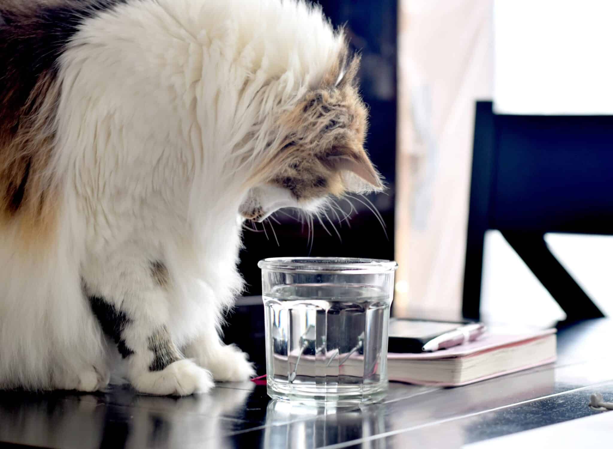 Why Does My Cat Drink Out of My Water Glass? 8 Common Reasons