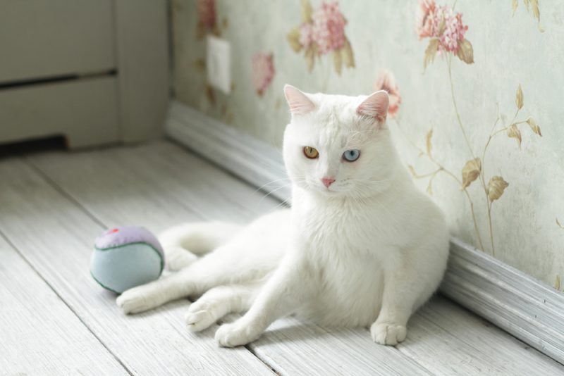 khao-manee-with-odd-eyes-sitting-on-the-floor-witha-ball