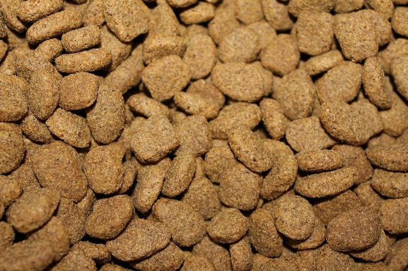 Is Kibble Bad for My Cat? Vet Reviewed Facts & FAQ