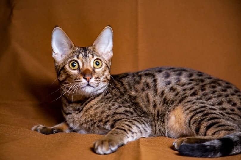 What's an F4 Savannah Cat? What Are They Like?