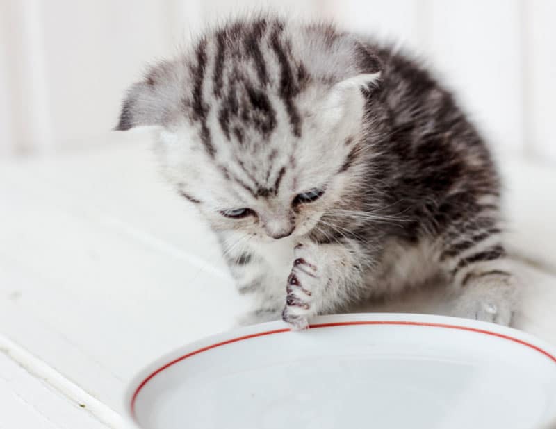 How Much Water Does a Kitten Need Per Day? Vet-Approved Facts & Tips