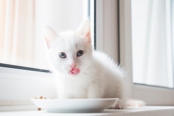 8 Best Grain-Free Kitten Foods of 2026 - Reviews & Top Picks