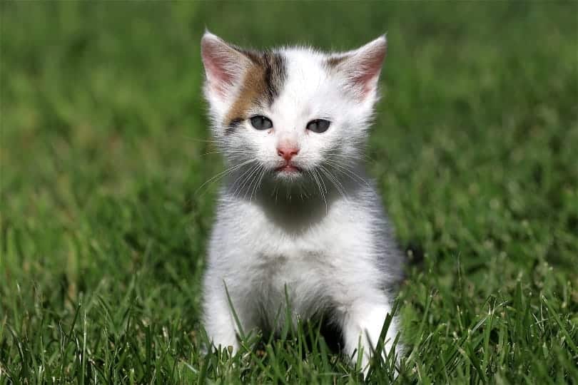 Why Feral Kittens Only Have Months to Learn Everything