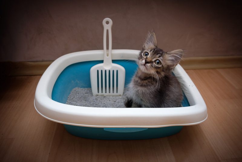 5 Best Litter for Cats with Asthma in 2026 - Reviews & Top Picks