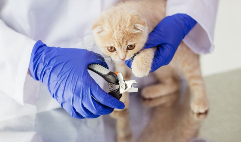 How to Trim Kitten Nails in 4 Simple Steps: Vet-Approved Advice