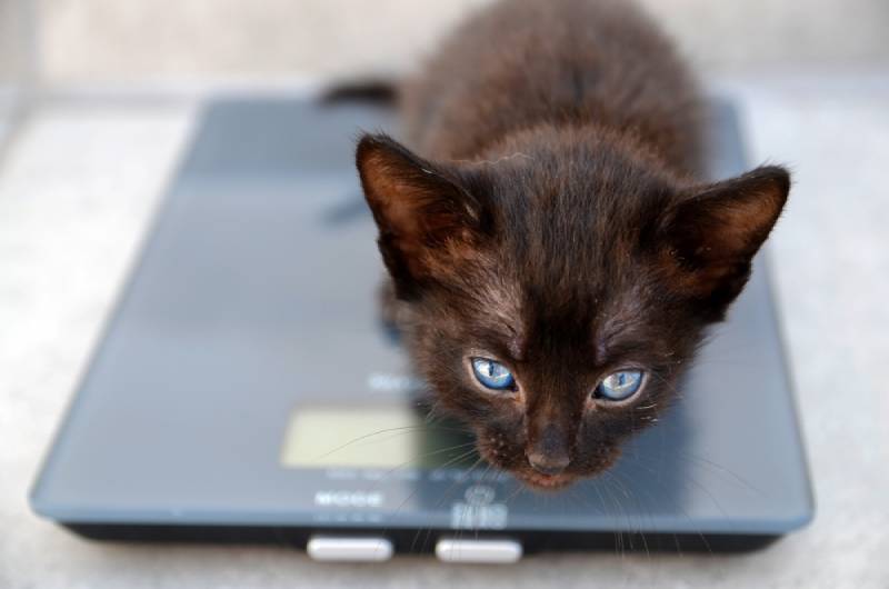 How to Weigh Your Cat: 5 Vet-Approved Steps