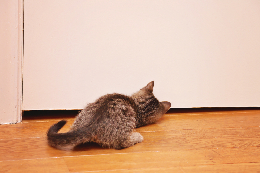 Why Is My Cat Scratching the Floor? 3 Vet-Reviewed Reasons