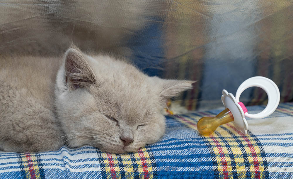 How to Make a Kitten Pacifier at Home: 2 Easy Options