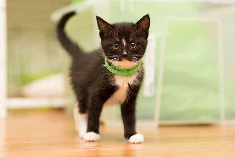 Will Fleas Kill a Kitten? Facts & Safety Guide
