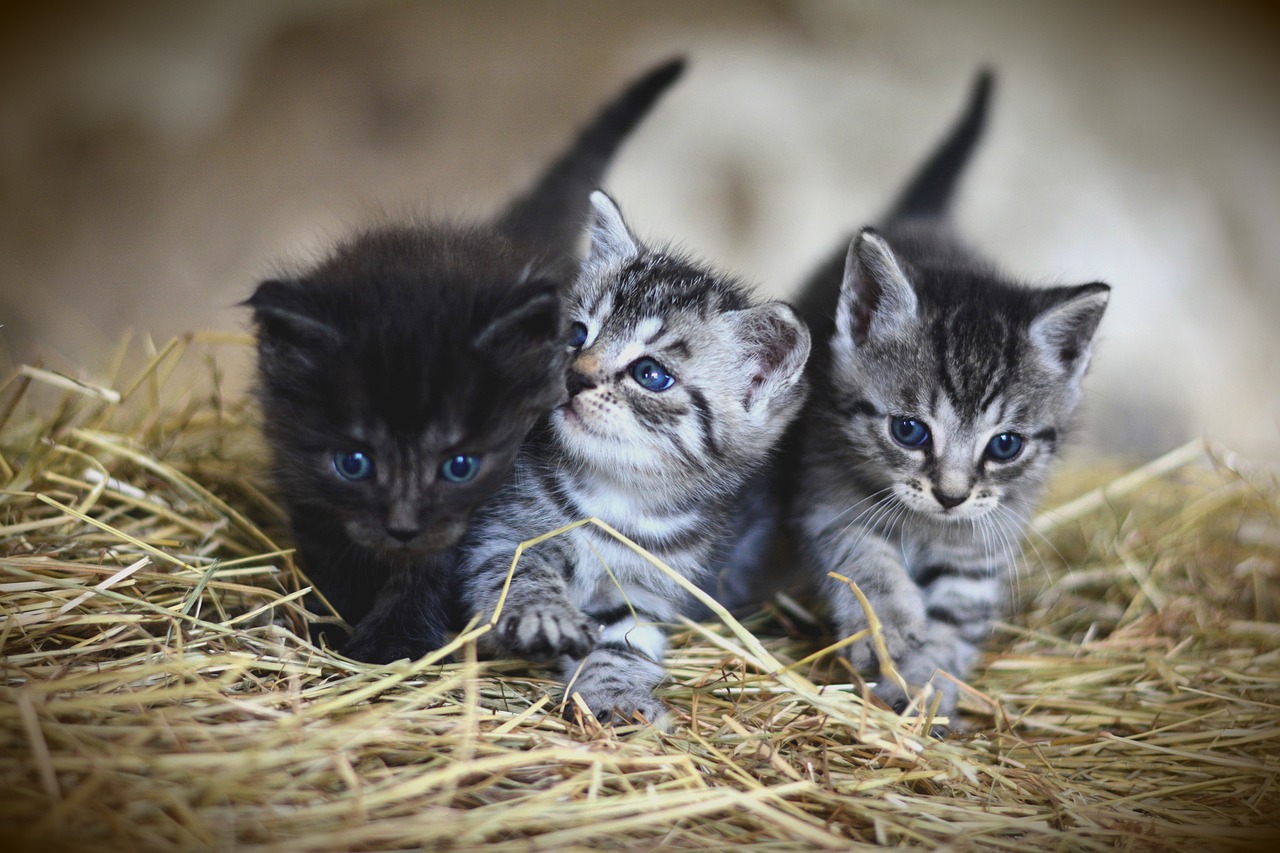 How to Tell the Sex of a Kitten: Vet-Reviewed Guide (With Infographic)