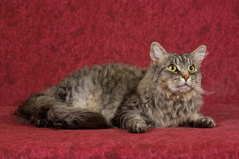LaPerm Cat: Breed Info, Pictures, Traits & Facts