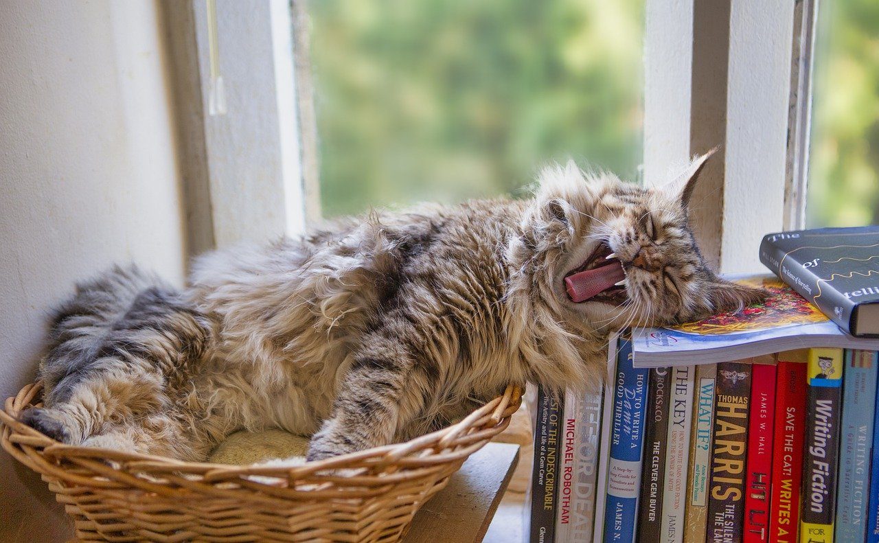 48 Cat Puns: Funny & Adorable Word Play for Cats