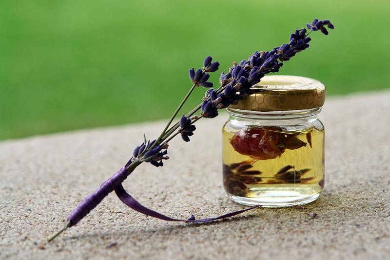 Does Lavender Oil Kill Fleas on Cats? Vet-Reviewed Effectiveness & Safety Explained
