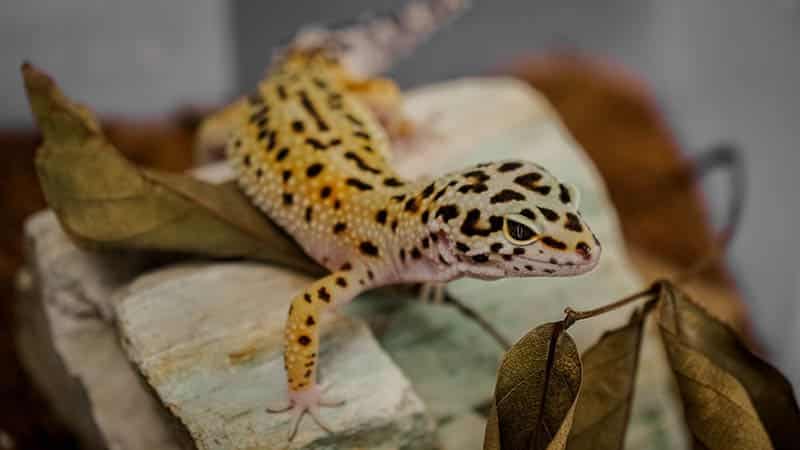 Are Geckos Poisonous to Cats? Vet-Reviewed Dangers & FAQ