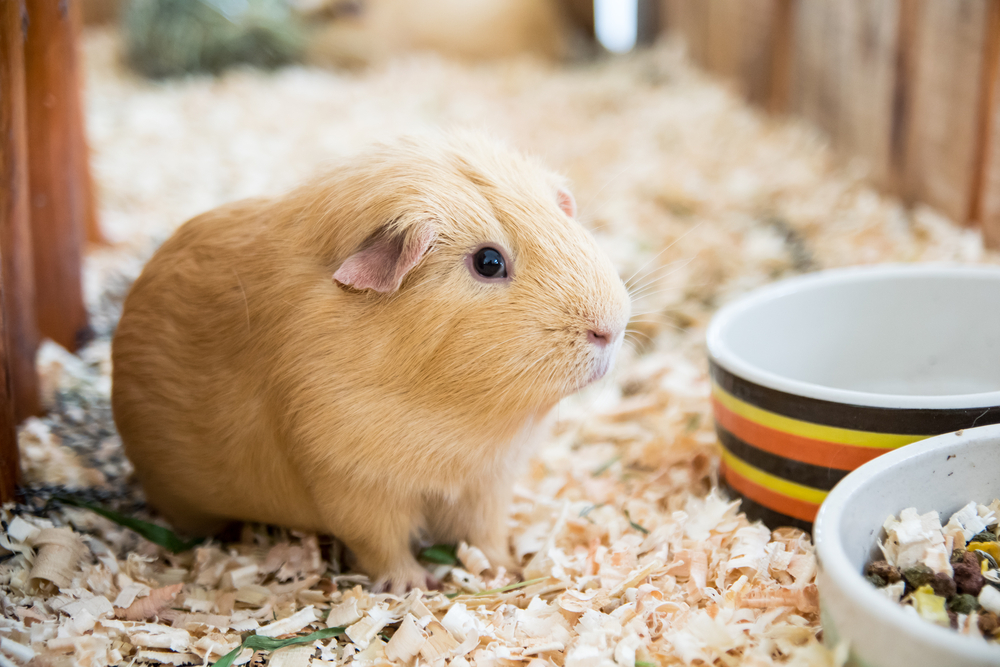 Will My Cat Eat My Guinea Pig? Risks, Safety Tips & FAQ (Vet-Verified)