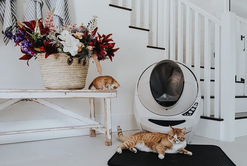 8 DIY Cat Litter Mats You Can Make Today (With Pictures)
