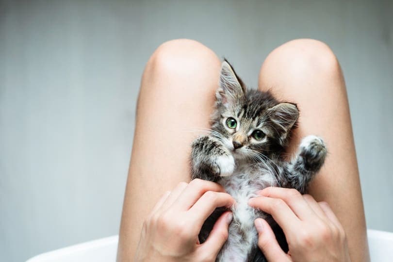 Can Cats Be Ticklish? Vet-Verified Science & Info