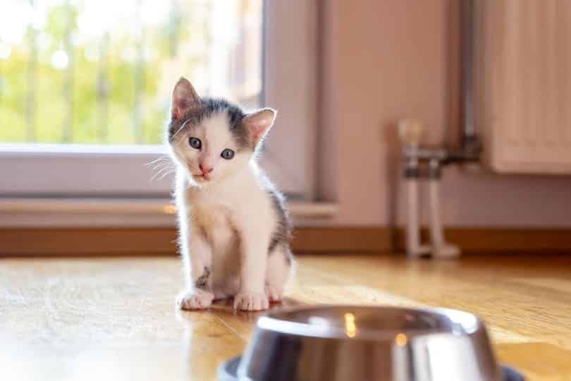 When to Switch From Kitten Food to Cat Food? Vet-Reviewed Facts & FAQ