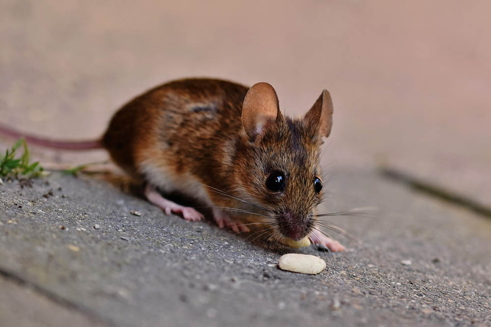 Will Mice Eat Cat Food? Vet-Approved Info & Food Storage Tips