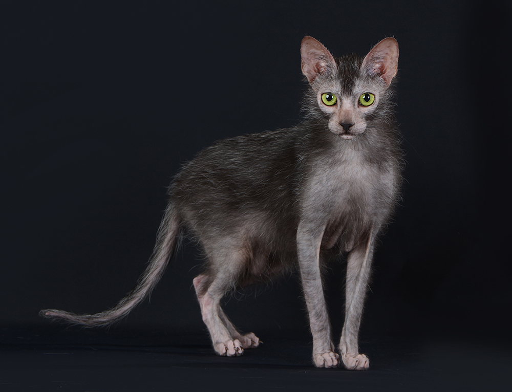 How Much Does It Cost to Own a Lykoi Cat? 2026 Price Guide