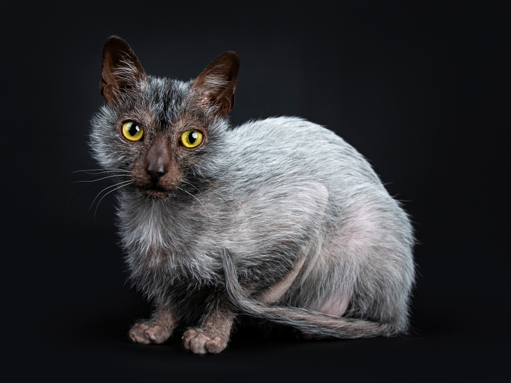 Lykoi Cat Breed (Wolf Cat): Pictures, Info, Care Guide & More