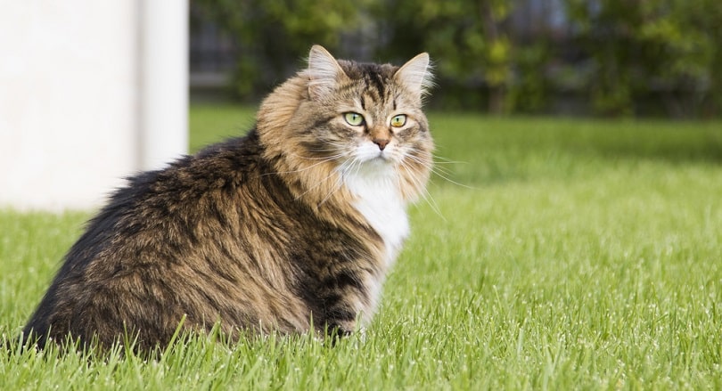 Are Siberian Cats Hypoallergenic? Breed Facts & Allergy Tips