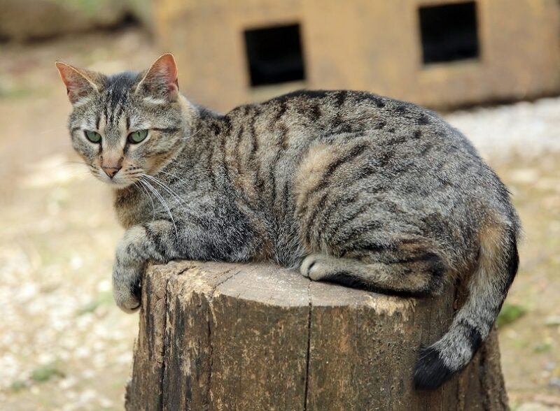 How Do Tabby Cats Get Their Stripes? Vet-Verified Facts & Info