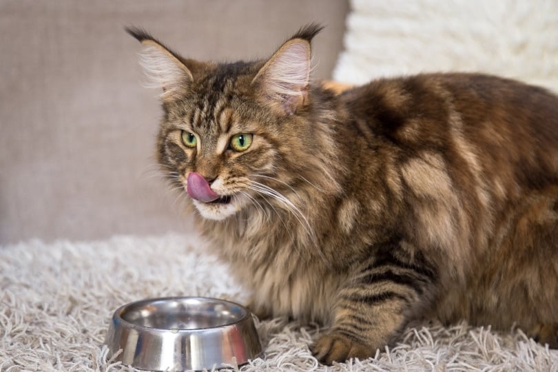 Why Is My Cat So Hungry All of a Sudden? 6 Vet-Reviewed Reasons