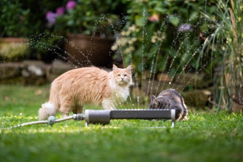 8 Best Outdoor Cat Repellents in 2026 - Reviews & Top Picks