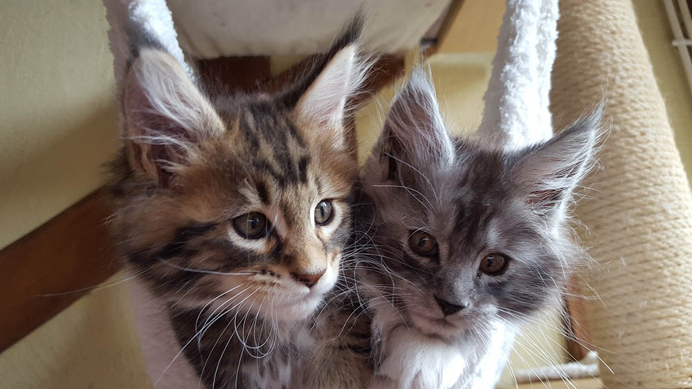 Maine Coon Kittens for Sale in Maine: Breeders List 2026