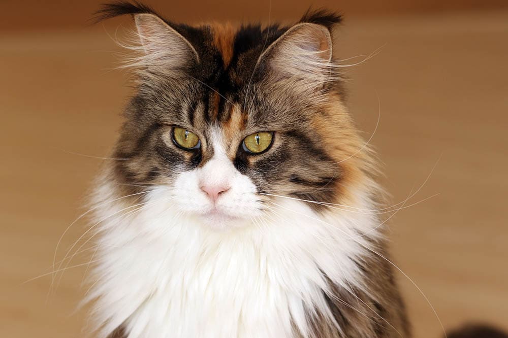 Maine Coon Kittens for Sale in Wisconsin: Breeders List 2026