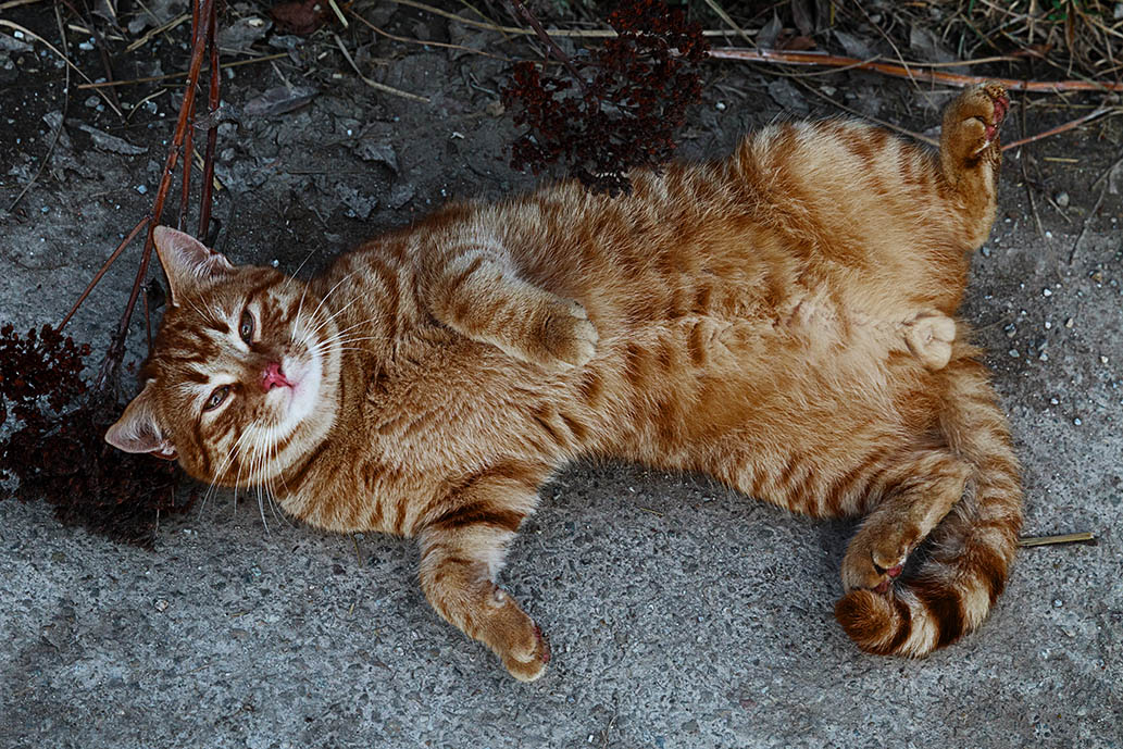 When Do Male Cats Become Sexually Active? Vet-Reviewed Signs & Recommendations