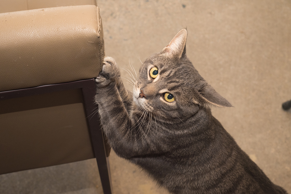 RIP Your Furniture? Not With This Guide to Cat Scratch Damage Control