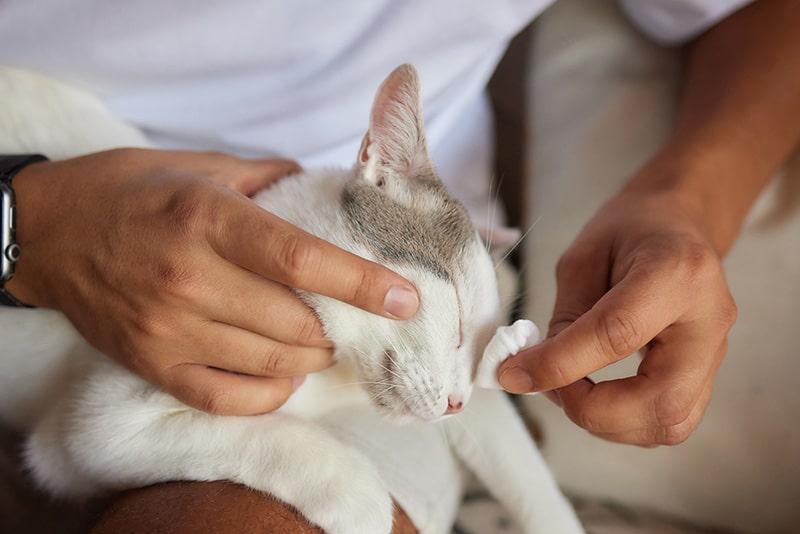 How to Get Flytrap Glue off a Cat: 4 Vet-Approved Steps